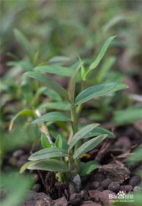 紫皮石斛的口感、质地以及食用方法：全面了解这种珍贵草药的品质与功效