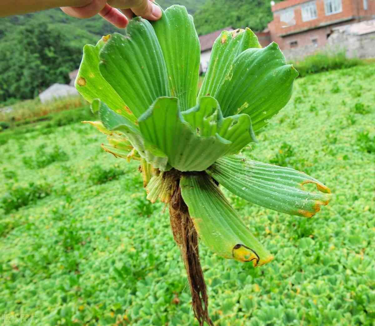 阳脂玉手镯30年前值多少钱