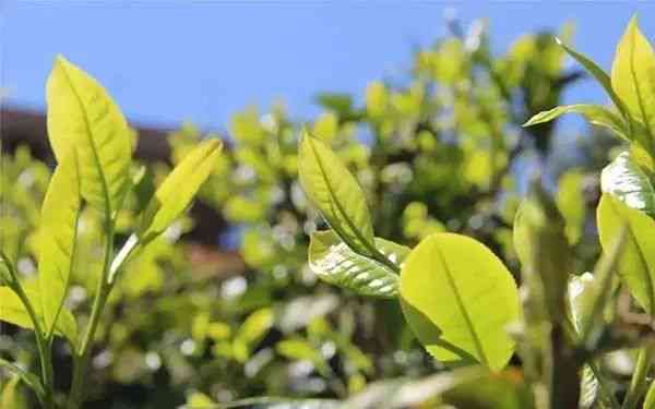 不同年份的昔归生茶区别：探究古树茶与台地茶特性