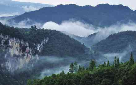 新 '皇山润涧高山茶叶，纯天然无污染，每斤仅售XX元'