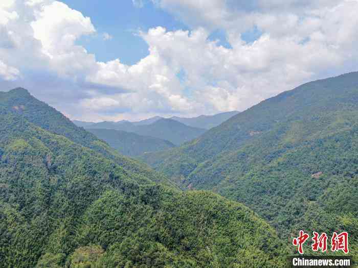 新 '皇山润涧高山茶叶，纯天然无污染，每斤仅售XX元'