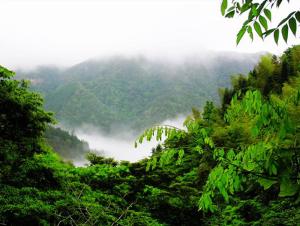 信宜大雾岭野生茶蔗味：自然纯净的甜蜜诱惑