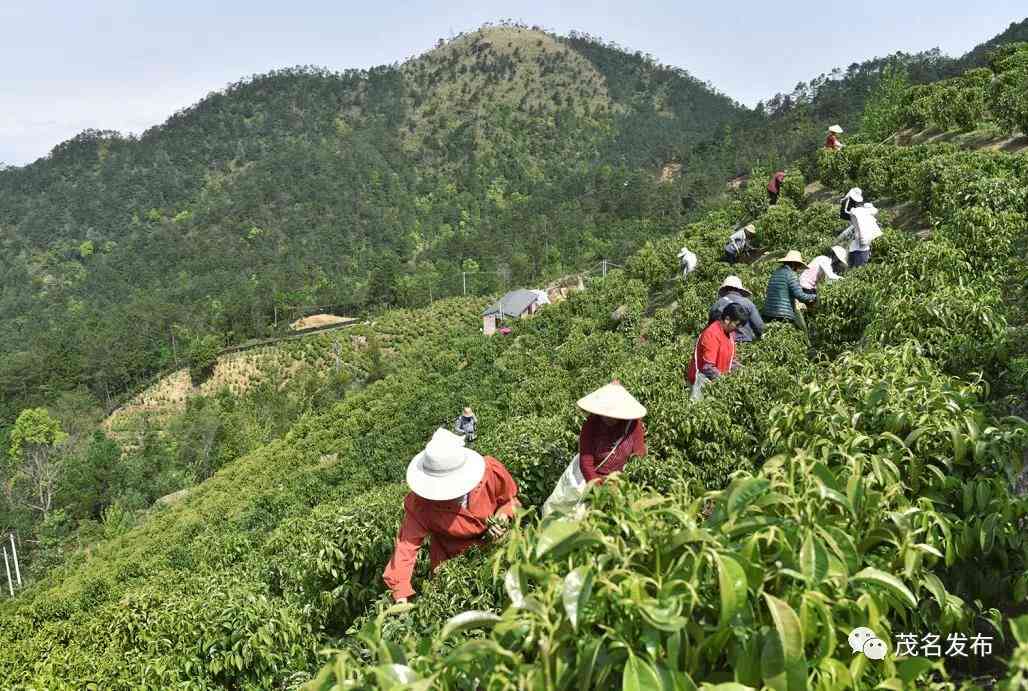 探索信宜大雾岭：野生茶的魅力与口感体验