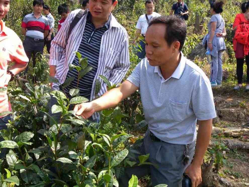 信宜大雾岭野生茶：品鉴、购买与制作方法全面指南，电话咨询解答您的疑问