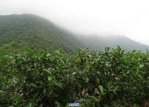 信宜大雾岭野生茶