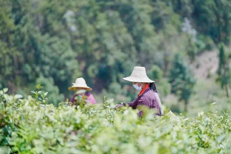 宜一叶千山茶：品味千年古树茶，感受三峡风光