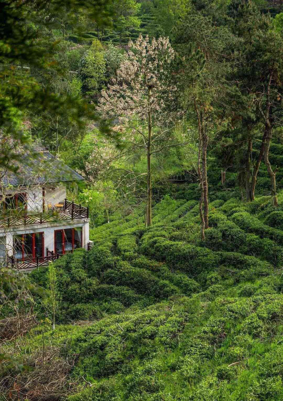 宜一叶千山茶：品味千年古树茶，感受三峡风光