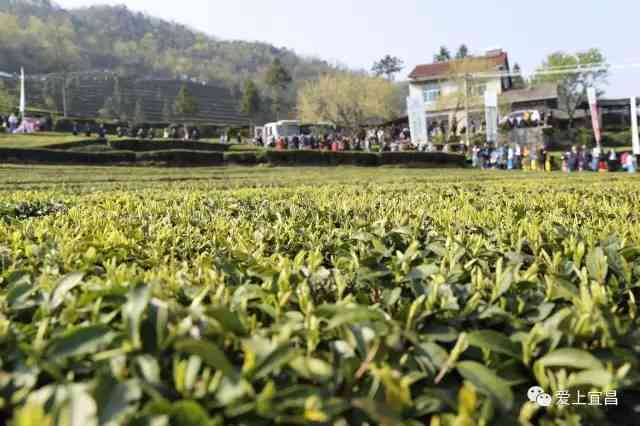 宜一叶千山茶：品味千年古树茶，感受三峡风光