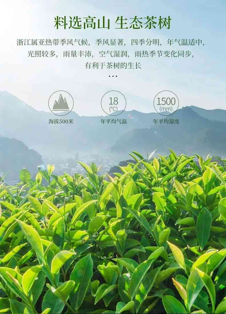 宜一叶千山茶：品味千年古树茶，感受三峡风光