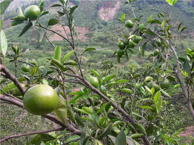 小青橘是什么茶：小青橘茶叶品种及由来解析