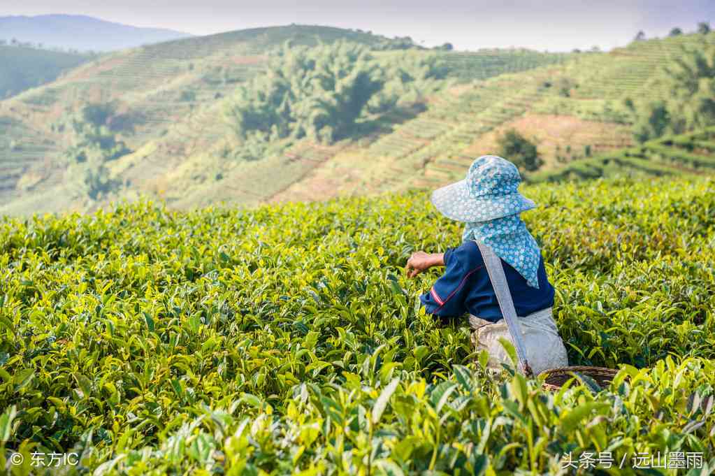 普洱茶采摘时机与标准：掌握生产时间