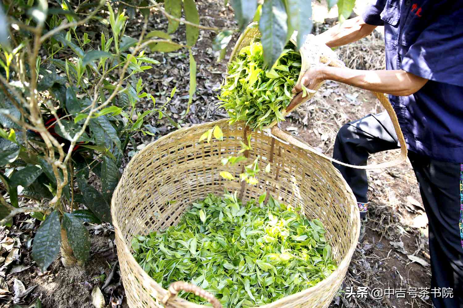 普洱茶采摘时机与标准：掌握生产时间