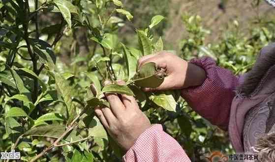 普洱茶采摘时机与标准：掌握生产时间