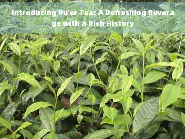 I want to know the price of Pu'er tea leaves: A comprehensive guide