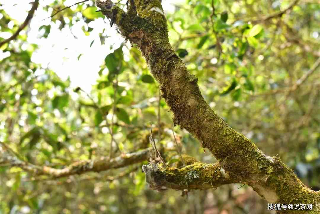 古树青红茶：真正的普洱茶还是被误解了？