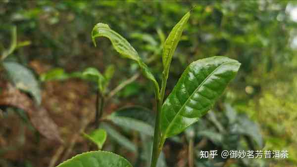 古树青红茶：真正的普洱茶还是被误解了？