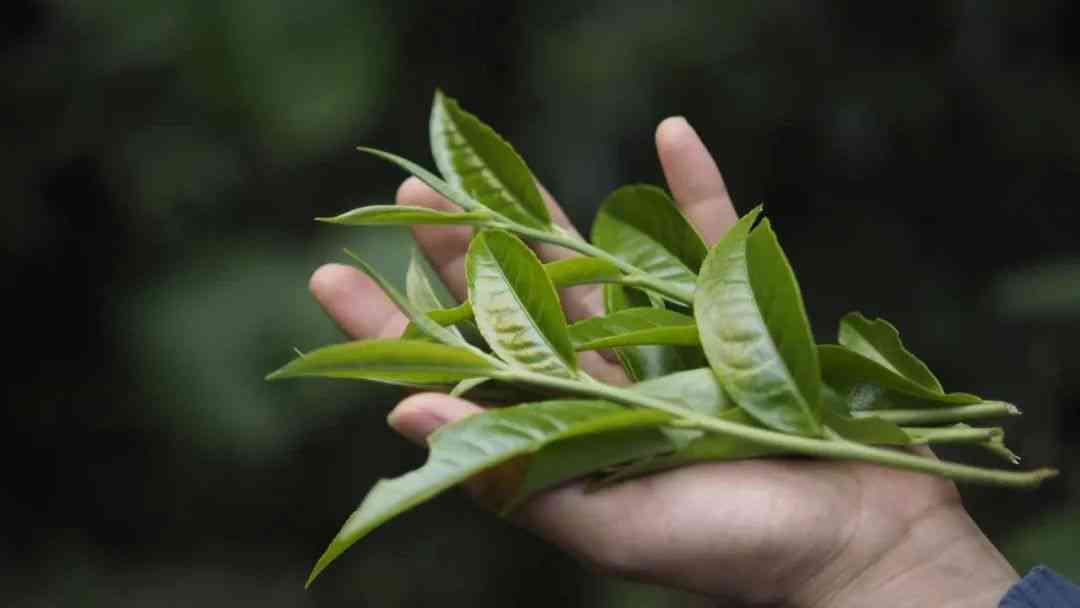 普洱茶的奥秘：品味云南的独特魅力