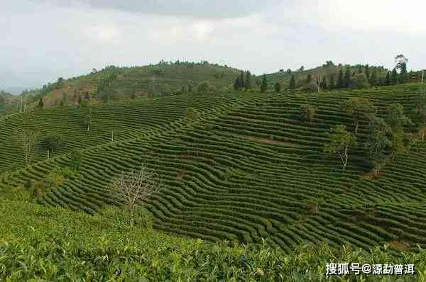 云南普洱茶：台地茶与高山茶的区别解析，品尝与选购技巧一应俱全