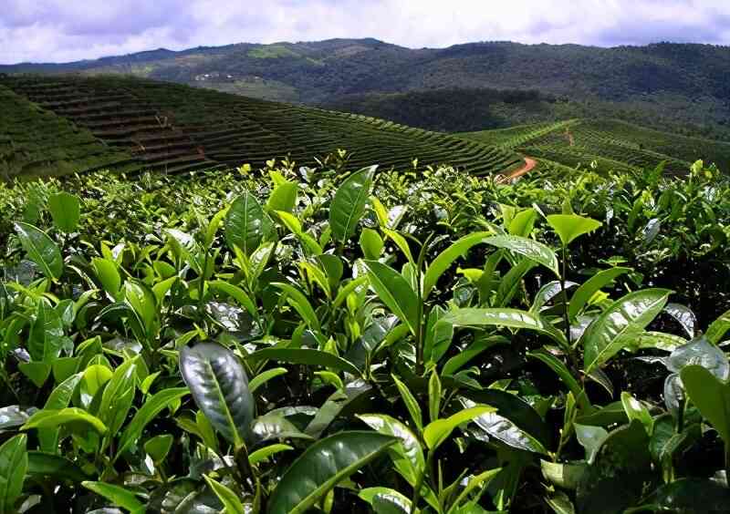 普洱茶台地茶和高山茶的区别：它们之间有很大的差别吗？