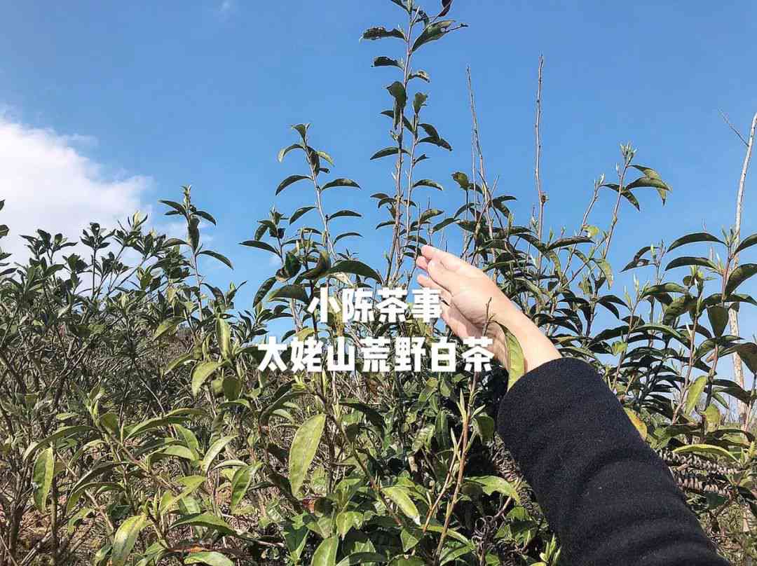 普洱茶台地茶和高山茶的区别：它们之间有很大的差别吗？