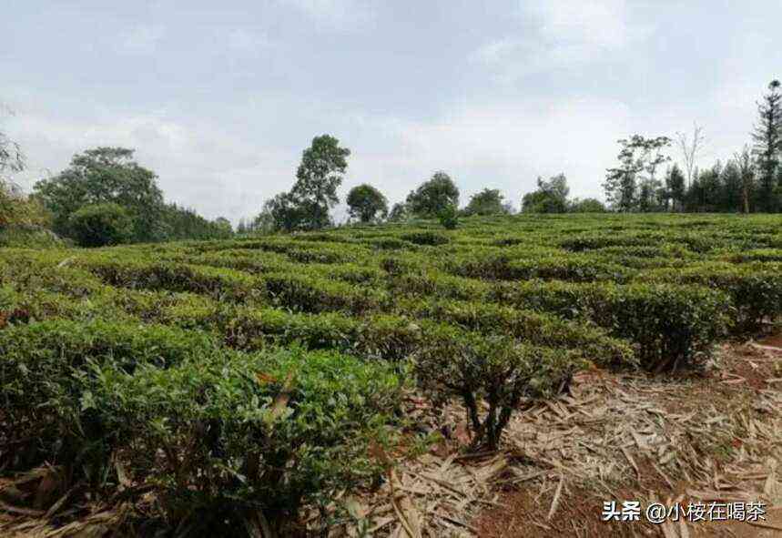 探索台地茶与高山茶之间的微妙差异：产地、口感和香气的不同体验