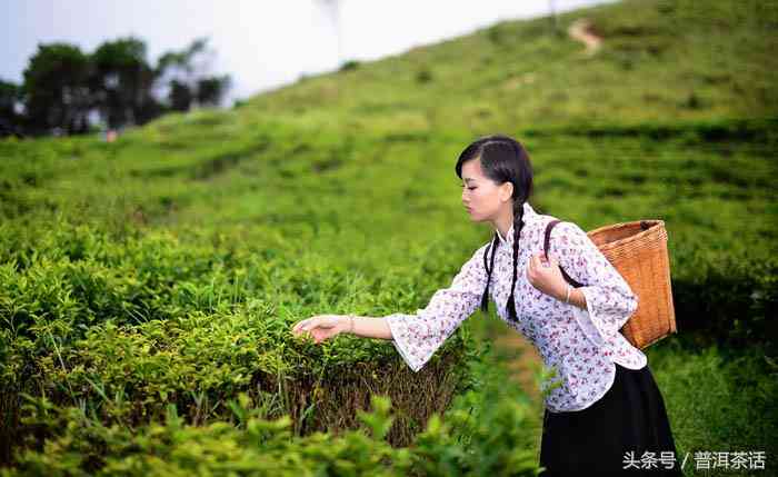 普洱茶台地茶的全面解析：产地、特点与品饮方法一文搞定