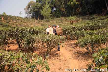 班章古树茶：易武茶香的独特魅力，品鉴与鉴的秘诀