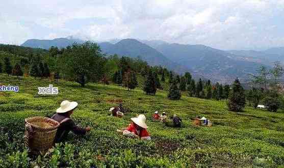 邑普洱茶生产基地：电话、地址及相关信息一览