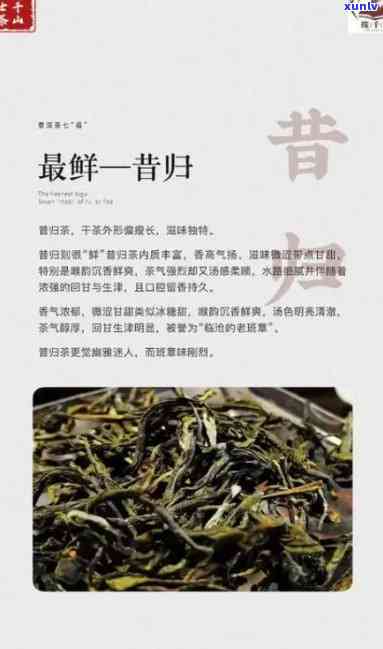 邦东昔归茶介绍顺序：了解这款茶叶的全部内容和品鉴方法