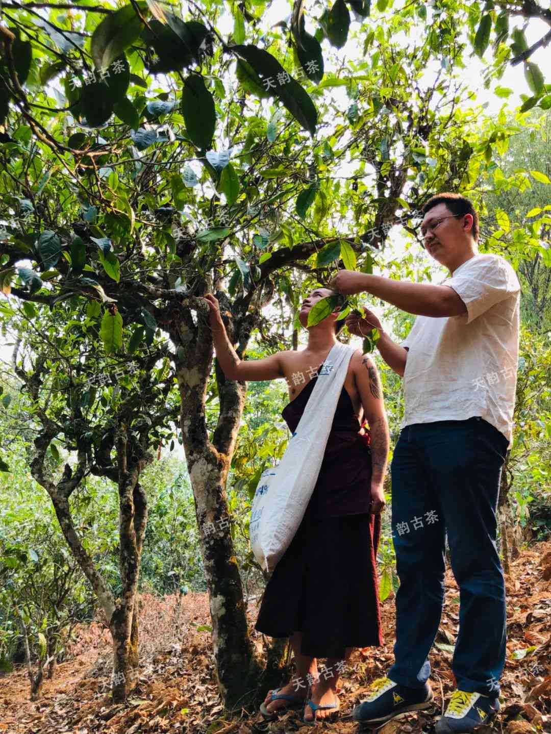 老班章茶业：电话、曼峨与班章茶厂的关系及茶叶