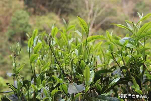 普洱茶莽枝山：一种独特的云南大叶种茶类