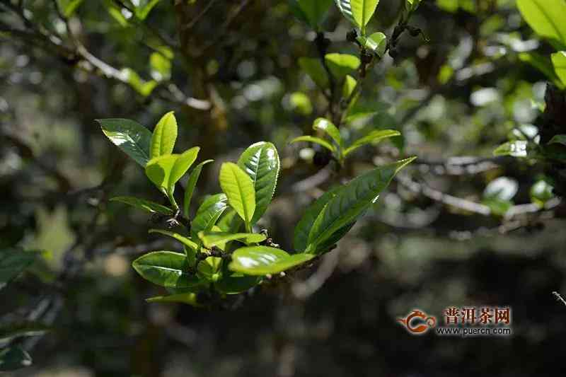 普洱茶莽枝山：一种独特的云南大叶种茶类