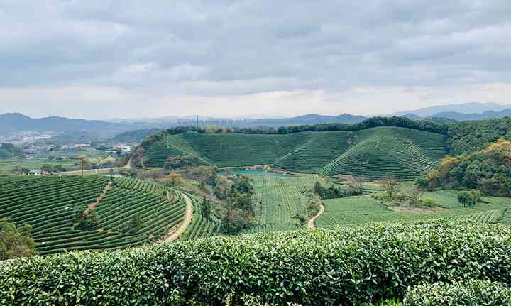 波茶叶市场新址在哪里？