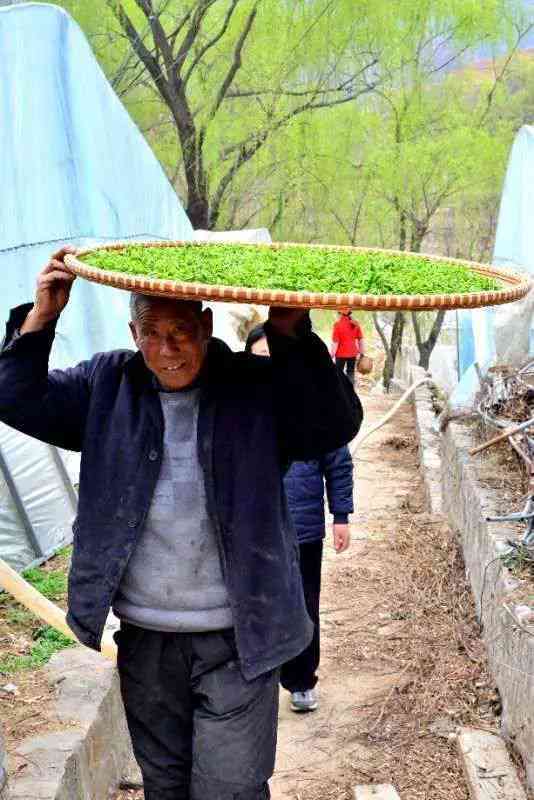 波茶叶场地址电话及查询方式