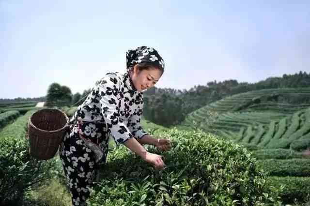 波茶叶场地址电话及查询方式