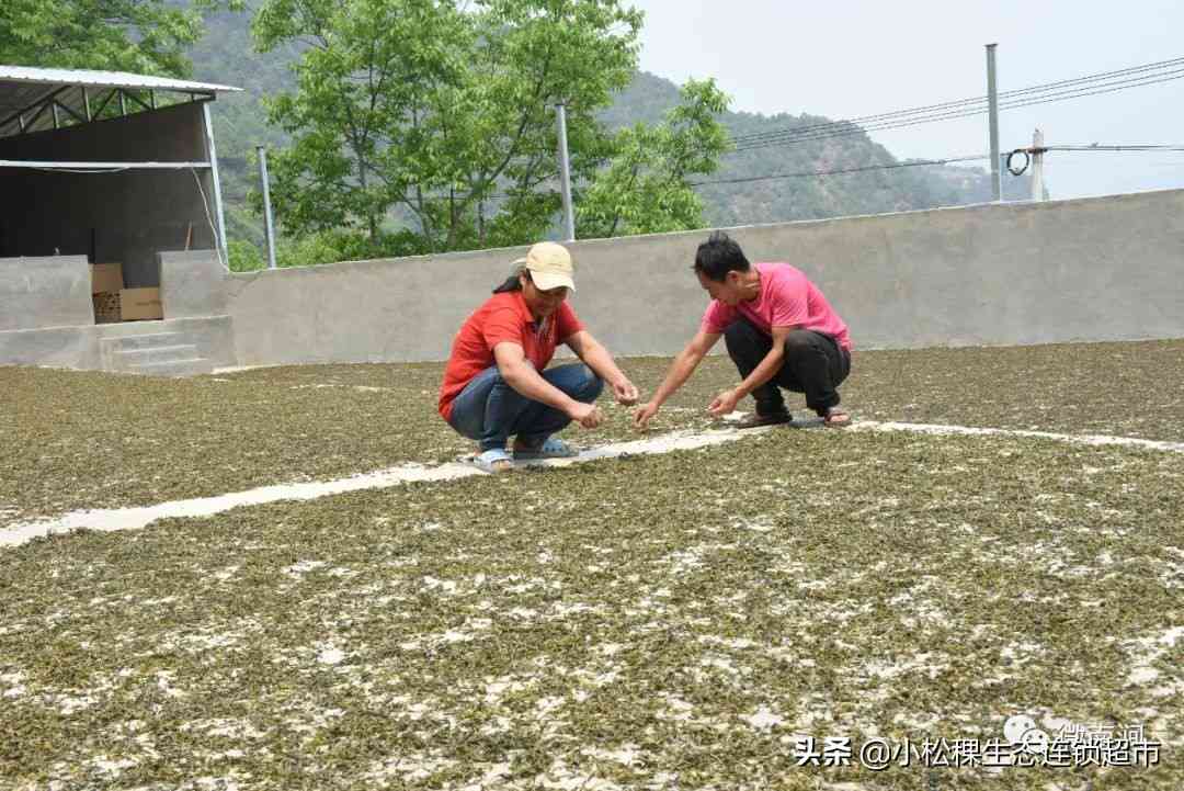 波茶叶场地址电话及查询方式