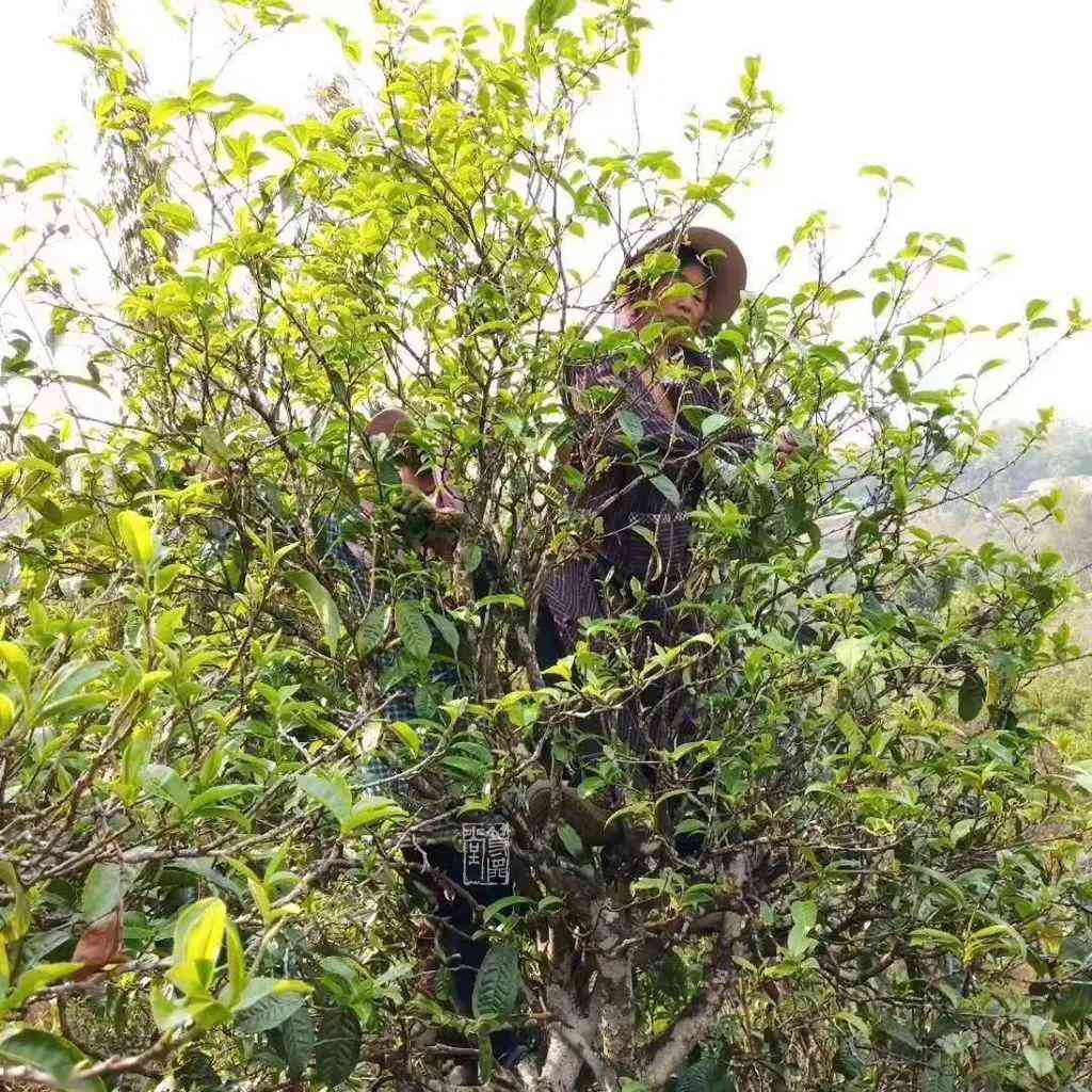 普洱茶压饼制作全过程详解：从采摘到成品，了解每一个步骤的奥秘