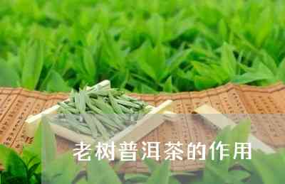 河南老树普洱茶有什么用途