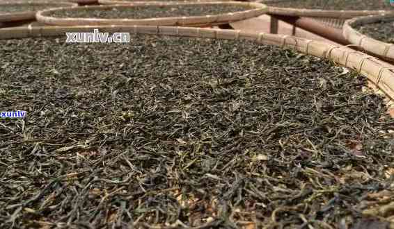 '普洱茶一支是多少片：探究普洱茶叶片数量与重量关系'