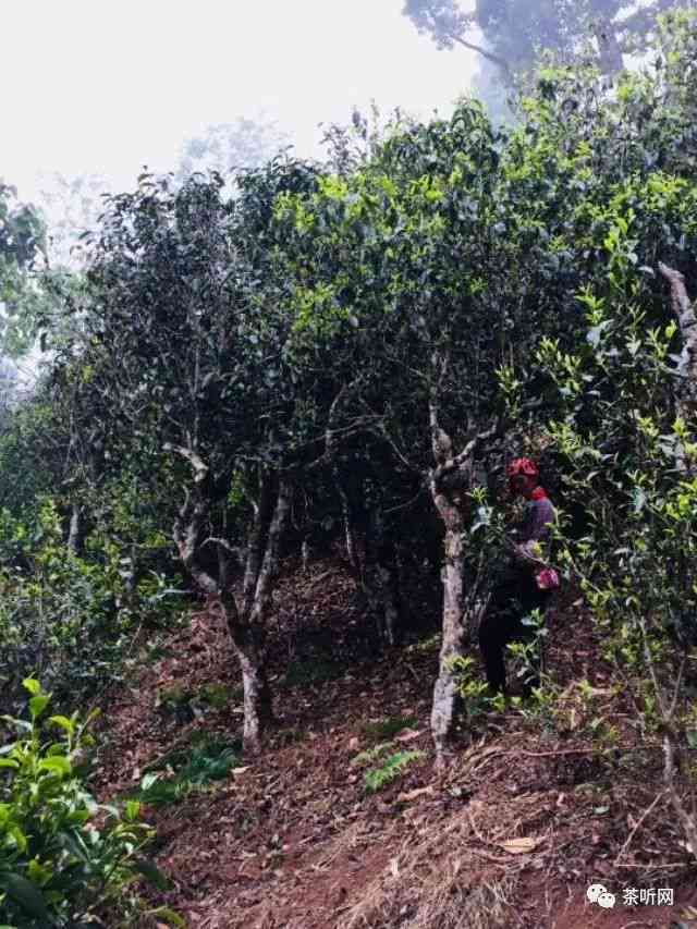 普洱多少钱一饼毡帽山-普洱毡帽山古树茶