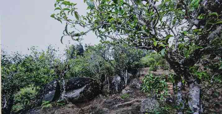 普洱多少钱一饼毡帽山-普洱毡帽山古树茶