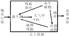 戴碧玉对睡眠质量的影响：探究其科学原理与可能的副作用