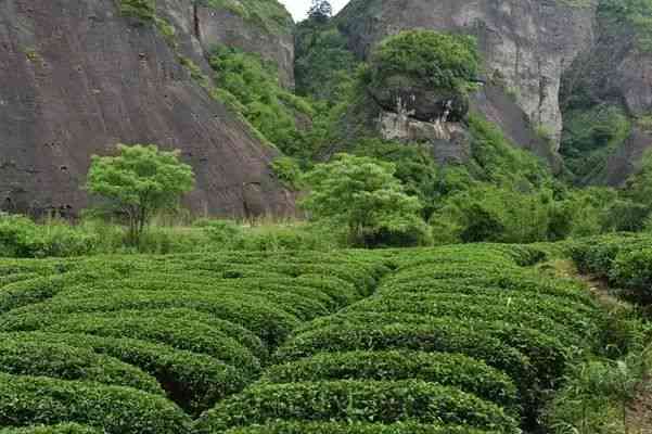 武夷山市雾晨岩茶厂：探索高品质茶叶制作工艺与传统文化之美