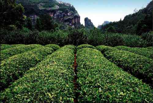 武夷山市雾晨岩茶厂：探索高品质茶叶制作工艺与传统文化之美