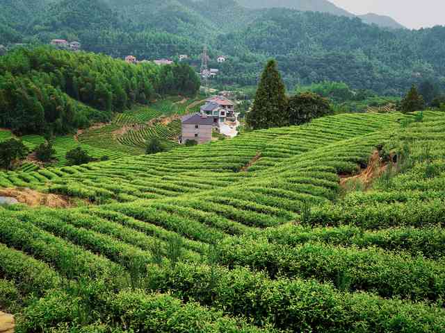 武夷山市晨欣岩茶厂招聘电话及地址