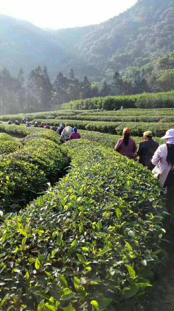 武夷山市晨兮茶叶