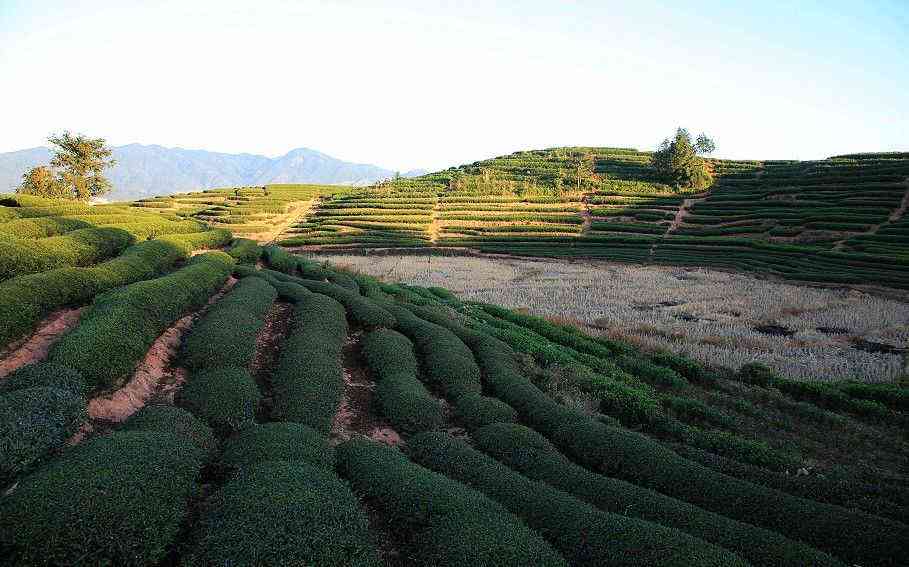 武夷山市晨兮茶叶