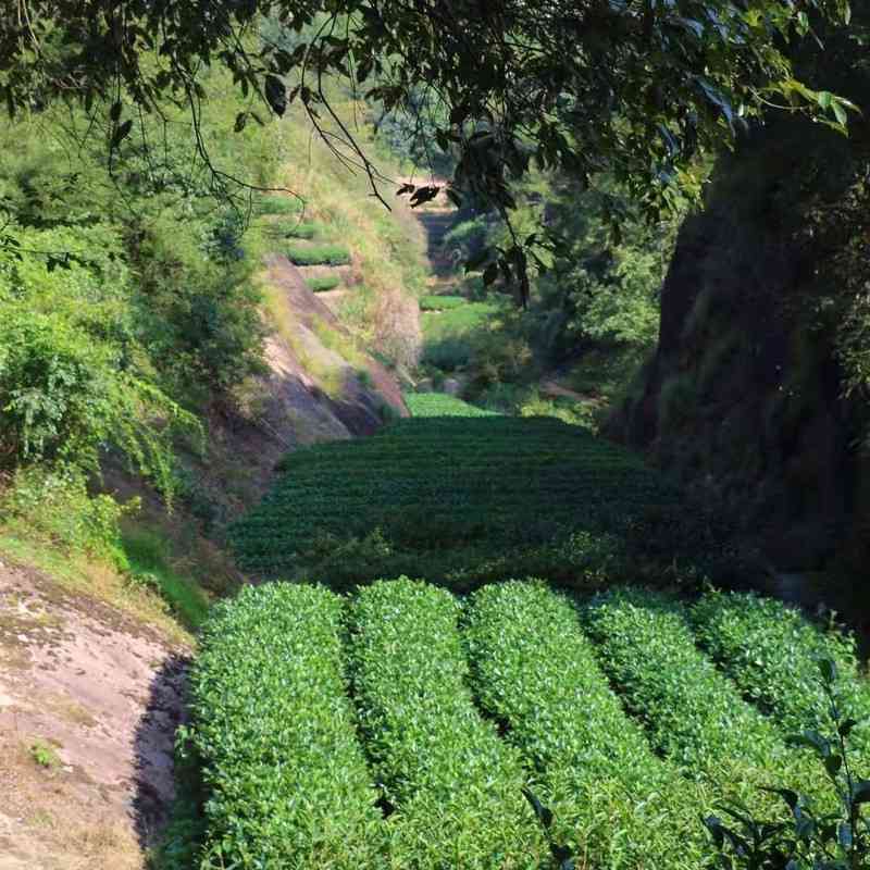 武夷山市晨兮茶叶