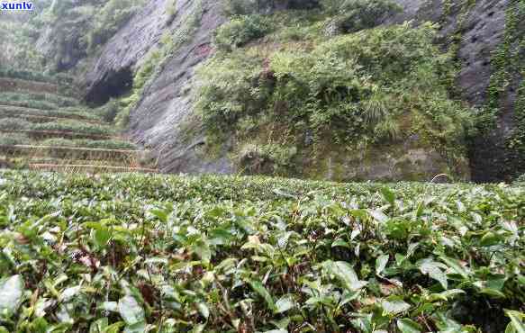 武夷山市晨兮茶叶