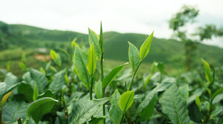 普洱茶按树龄分：几种茶类，树龄界定